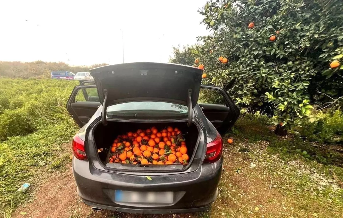 Mersin’de Hırsız Portakal Çalarken Yakalandı