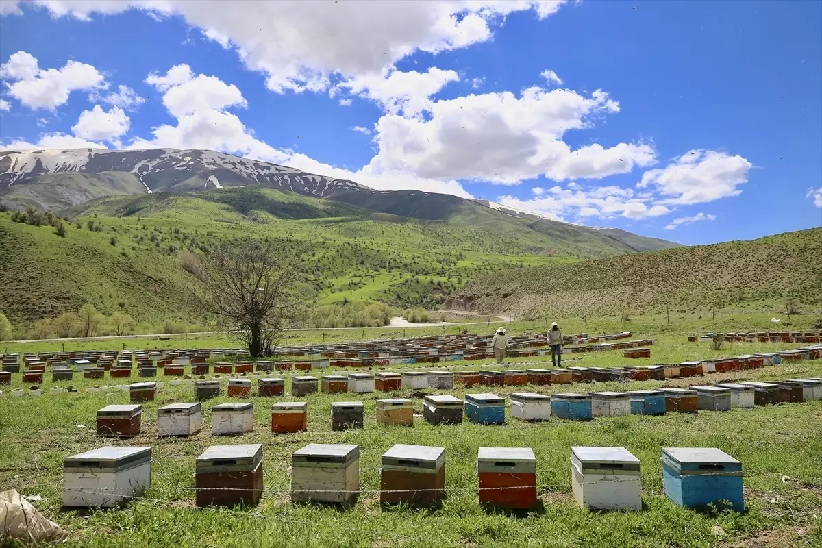 Bingöllü Arıcılar İlkbahar Dönüşü için Hazırlanıyor